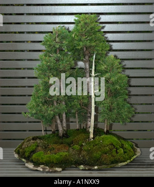 bonsai specimen on display at the Chicago Botanic Garden Sitka spruce Stock Photo