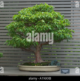 bonsai specimen on display at the Chicago Botanic Garden Stewartia monadelpha tall Stewartia style Broom Stock Photo