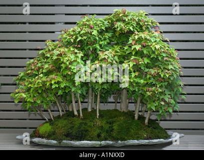 bonsai specimen on display at the Chicago Botanic Garden Acer buergerianum trident maple forest style Stock Photo