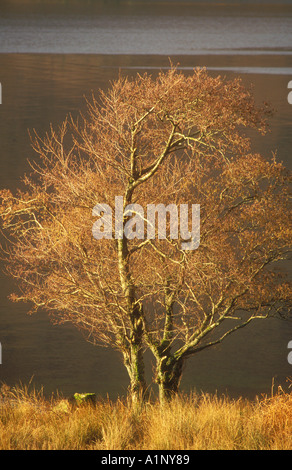 Lone Alder Trees on edge of Scottish Loch Stock Photo