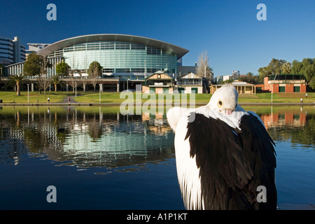 Pelican and Adelaide Convention Centre Torrens Lake Adelaide South Australia Australia Stock Photo