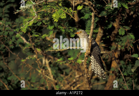 Red Chested Cuckoo Stock Photo