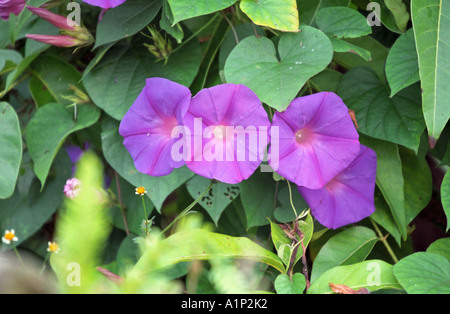 Ipomoea purpurea Common morning glory flowers Stock Photo