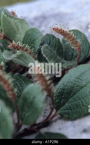 Close-up of Net leaved Willow Salix reticulata in World Heritage Site Pirin National Park Bulgaria Stock Photo