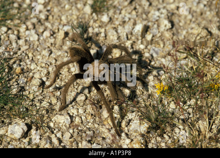 desert tarantula Aphonopelma iodium largest spider in North America Joshua Tree National Park California Stock Photo