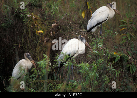 wood stork Mycteria americana three sitting in a tree in Everglades National Park Florida Stock Photo