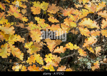 california white oak Quercus lobata in full fall colors central California Stock Photo