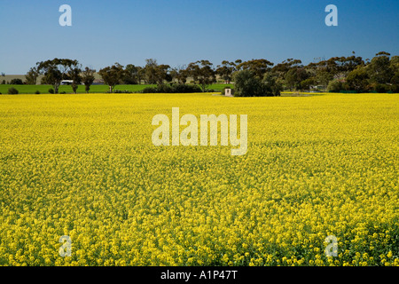 Canola Fields near Adelaide South Australia Australia Stock Photo