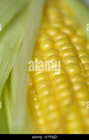 Corn on the Cobb close up Sweetcorn Stock Photo