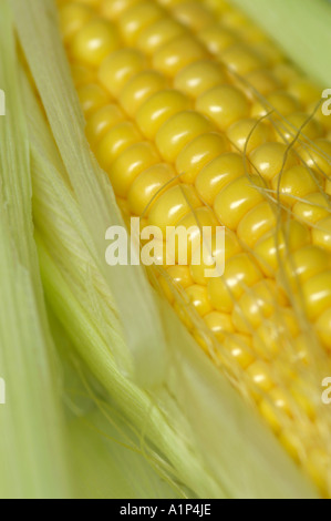 Corn on the Cobb close up Sweetcorn Stock Photo