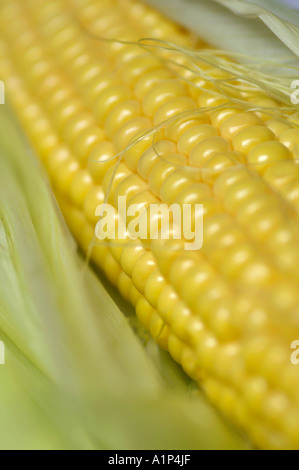 Corn on the Cobb close up Sweetcorn Stock Photo