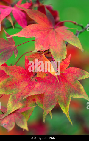 Acer palmatum Ozakazuki autumn leaf colour Stock Photo