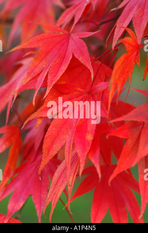 Acer palmatum autumn leaf colour Stock Photo