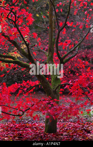 Acer heptablobum in autumn leaf colour Westonbirt Arboretum Gloucestershire England UK Stock Photo