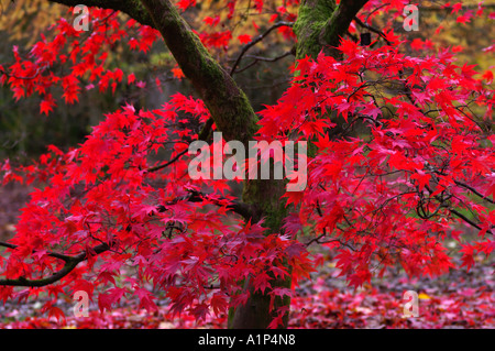 Acer heptablobum in autumn leaf colour Westonbirt Arboretum Gloucestershire England UK Stock Photo