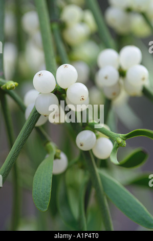 Viscum album European Mistletoe berries Stock Photo