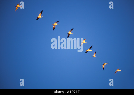 Snow Geese (Chen Caerulescens ) in flight Stock Photo