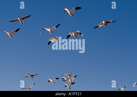Snow Geese Chen Caerulescens Stock Photo
