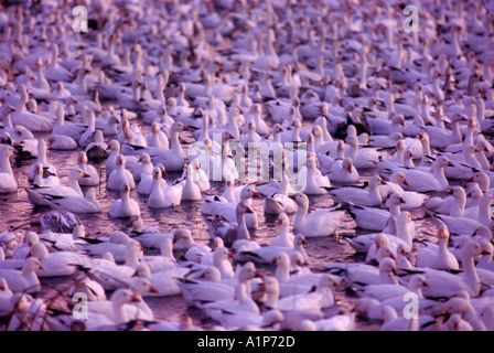 Snow Geese Chen Caerulescens Stock Photo