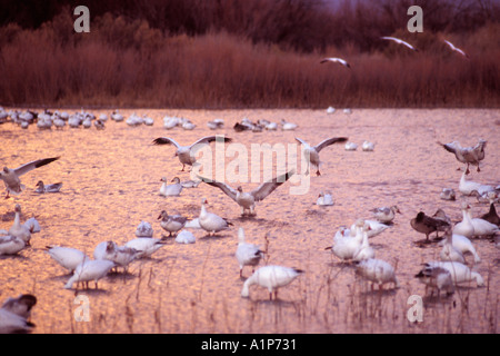 Snow Geese (Chen Caerulescens ) Stock Photo
