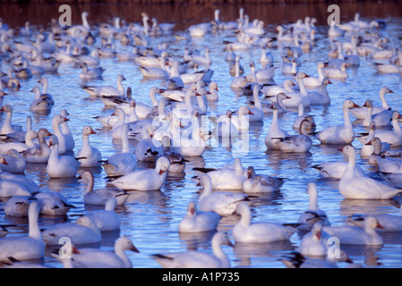 snow geese (Chen Caerulescens) Stock Photo