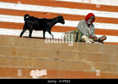 A man sits on the steps that lead down to the holy rover of Ganges as a goat passes by in Varanasi in northern India Stock Photo