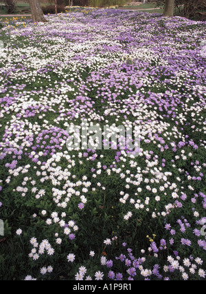 Colourful mass carpet of blue & white anemone blanda windflower  perennial spring flowers spreading across woodland floor below trees Kent England UK Stock Photo