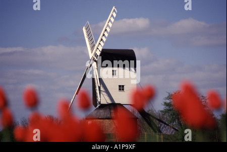 Historical Mountnessing Post Mill windmill on village green in working order on open days seen through out of focus tulips Brentwood Essex England UK Stock Photo