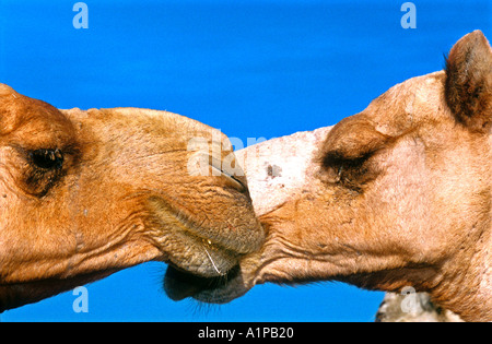 Camels nose to nose Egypt Stock Photo