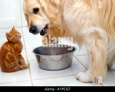 Golden Retriever and Seven Week Old Kittens at Breakfast Stock Photo
