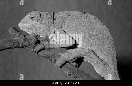 Chameleon kept in pet shop for sale to the public. Stock Photo