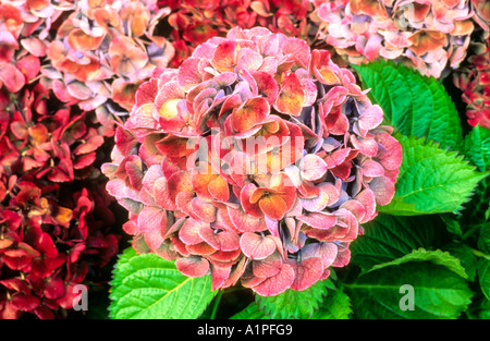 Pink Hydrangea, Azores, Portugal, Europe Stock Photo