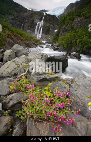 Dwarf Fireweed grows along waterfall below Cataract Glacier Harriman Fiord Stock Photo