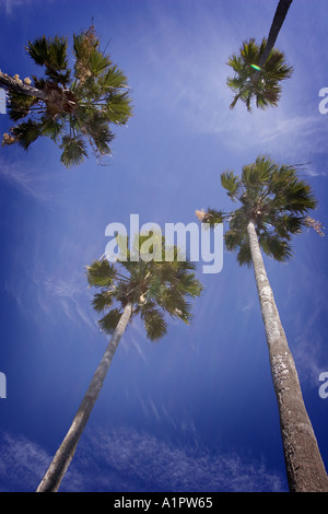 Tall palm tree and blue sky, in a paddy field in Thailand Stock Photo ...