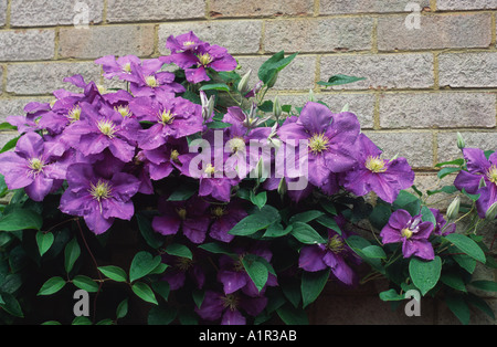 Clematis General Sikorski Bath Spa, Somerset, UK Stock Photo