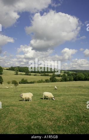 Sheep on a Cotswolds hillside near the village of Farmington, on a summers day. Stock Photo