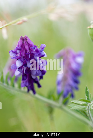 Purple flowers of common vetch plant Stock Photo