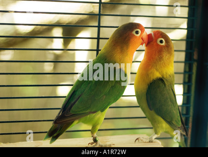 Parakeets kissing Stock Photo
