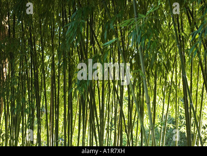 Bamboo grove Stock Photo