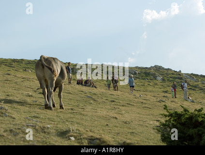 Hikers in pasture, cow in foreground Stock Photo