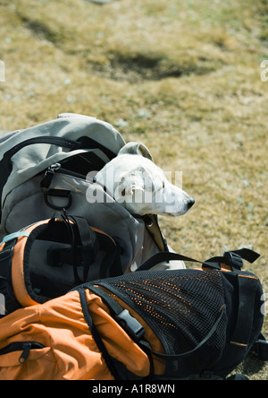 Dog sticking head out of backpack on ground Stock Photo