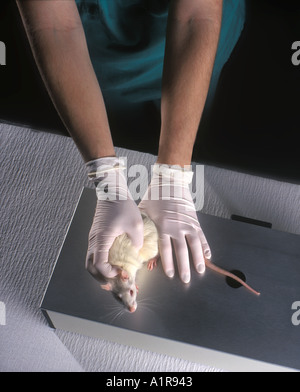 Lab Rat, Measuring Thickness Of Tail, Used In Animal Testing, USA Stock Photo