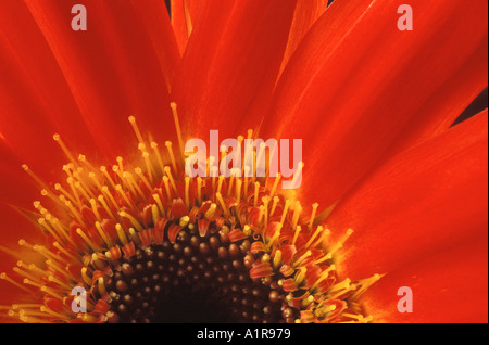Red Gerbera Daisy Stock Photo