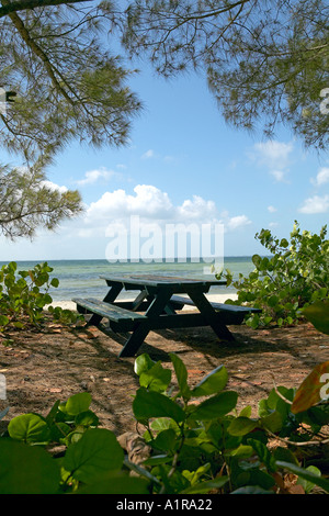 Picnic table framed by Australian Pine trees and Seagrape along southeast beach at Fort Desoto Park St Petersburg Florida US Stock Photo
