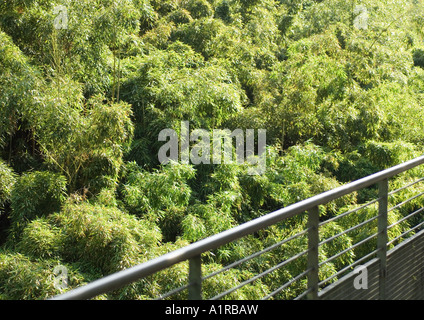 Handrail and trees in background Stock Photo