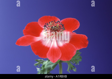 Red anemone flower (Anemone coronaria) against a blue background Stock Photo