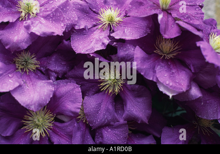 Clematis General Sikorski UK Stock Photo