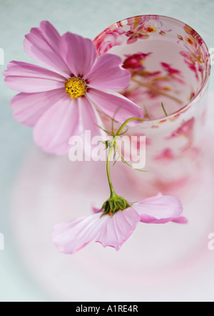 Cosmos in vase Stock Photo