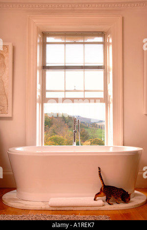 A CAT IN A MODERN LUXURY BATHROOM Stock Photo