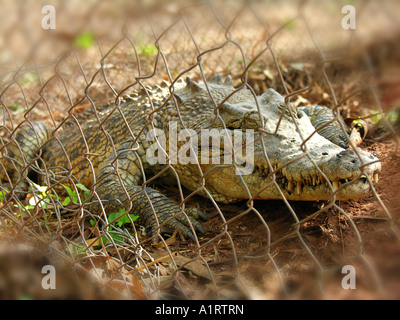 Salt water Crocodile, in the Kimberley, Western Australia Stock Photo